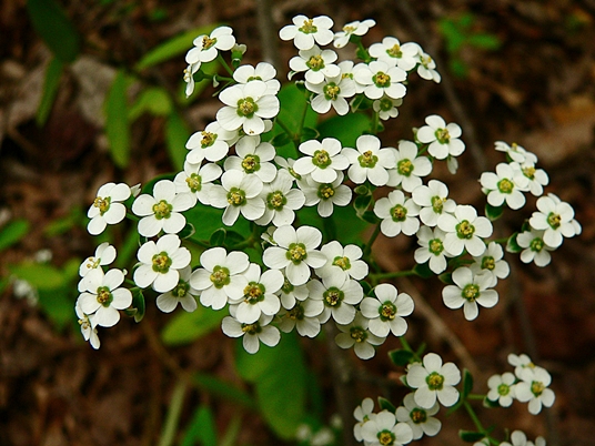 {Euphorbia corollata}